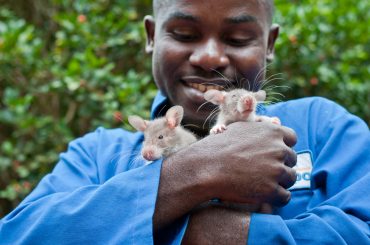 APOPO is  HeroRAT